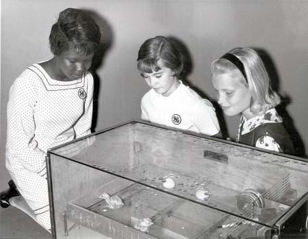 chicks1968