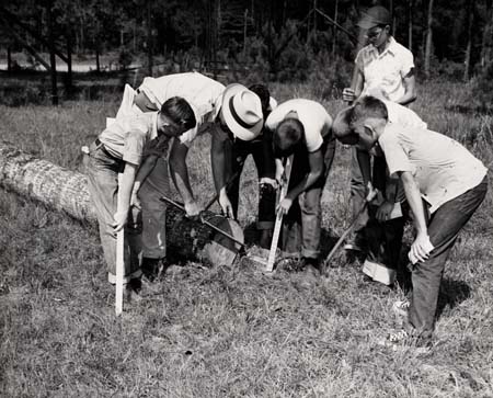 forestry